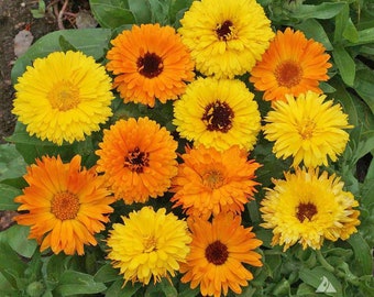 BULK PACK! Organic CALENDULA Flower Seeds - Pacific Beauty Mix - 500+ Seeds - Bee & Pollinator Favorite!