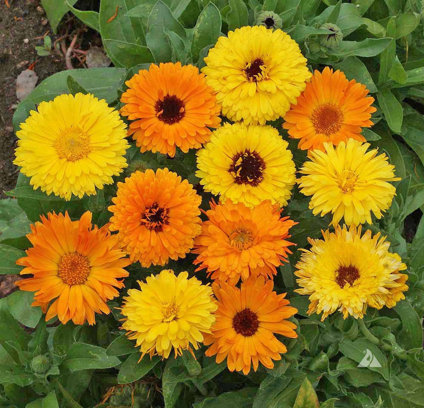 BULK PACK! Organic CALENDULA Flower Seeds - Pacific Beauty Mix - 500 ...