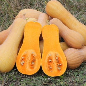 Big Pack!! Organic WALTHAM BUTTERNUT SQUASH Seeds - 1 Ounce, Approx 250 Seeds