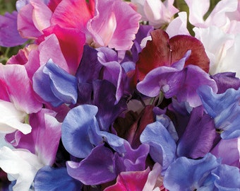 Organic SWEET PEA Flower Seeds - Knee High - 40+ Seeds - Bee & Pollinator Favorite!