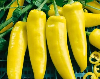 10 SEMI peperoncino carnoso sapore delicato Ungheria HUNGARIAN YELLOW WAX HOT 10 SEMI peperoncino carnoso sapore delicato Ungheria HUNGARIAN YELLOW WAX HOT