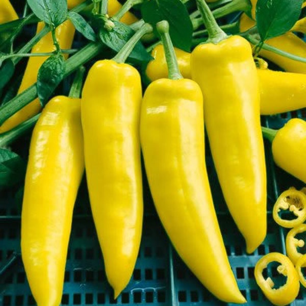 Organic Hungarian Yellow Hot Wax Pepper Seeds - 50+ Seeds