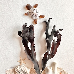 May include: A handcrafted artwork featuring a sea turtle made of shells and sea glass, with brown seaweed and a starfish. The artwork is set on a sandy base, creating a coastal theme.
