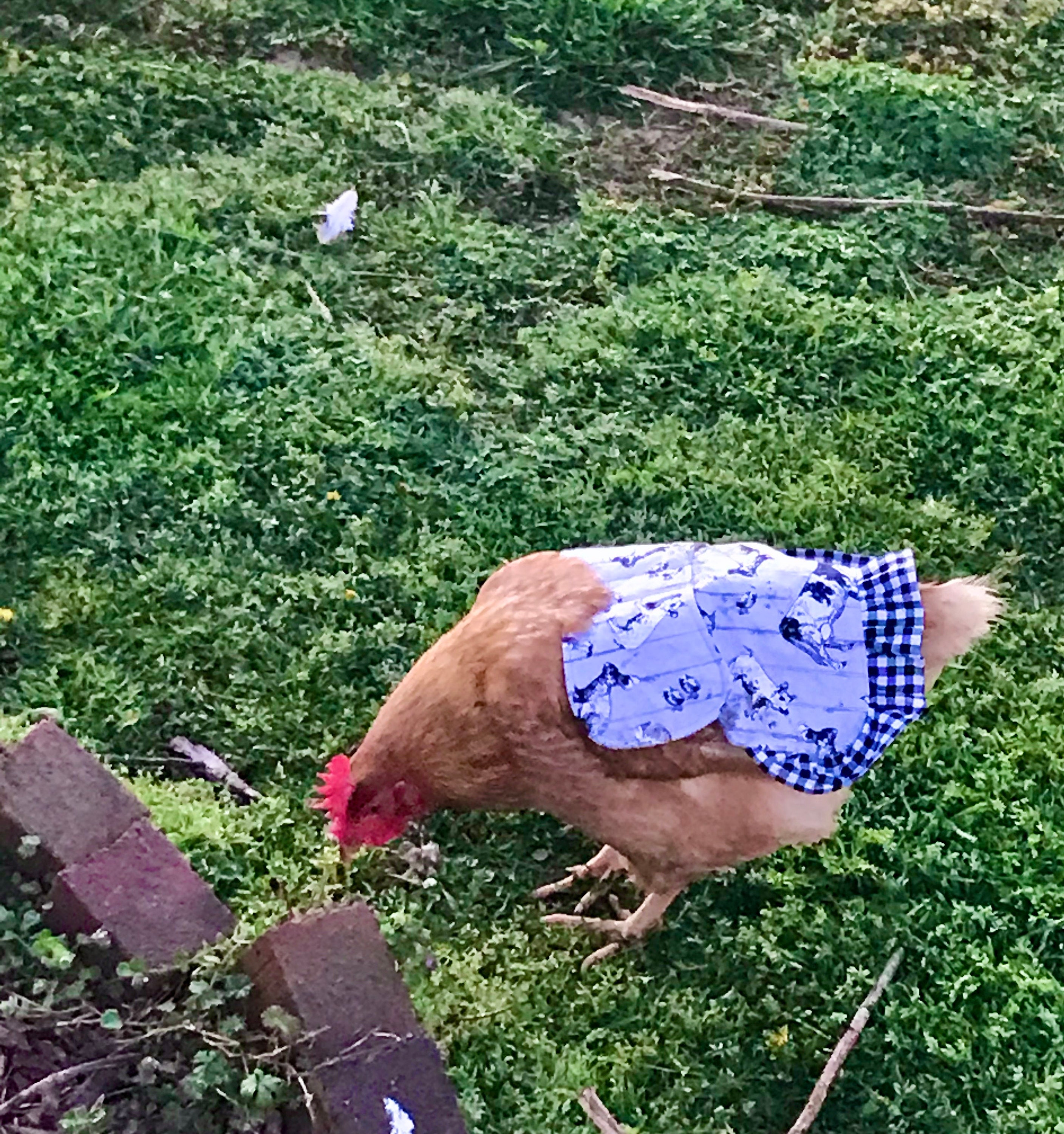 Chicken Saddle/ Chicken Apron/ Hen Saddle Black with Blue and Etsy