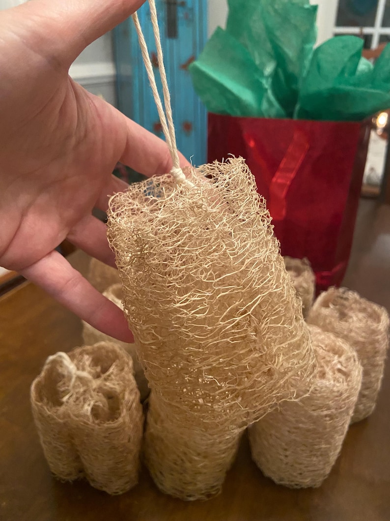 Luffa Gourd Seeds/ Heirloom/ Organically Grown/ Hand Harvested/ 20 ...