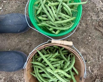Semillas de judías verdes Blue Lake, de cultivo orgánico, cosechadas a mano, 20 semillas