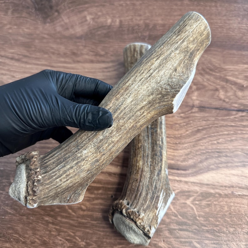 Puede incluir: Dos astas de ciervo naturales, de color marr&oacute;n y beige, se muestran sobre un fondo de madera. Un asta es sostenida por una mano enguantada. Las astas tienen una superficie rugosa y texturizada y probablemente se utilizan como juguete para masticar para perros.