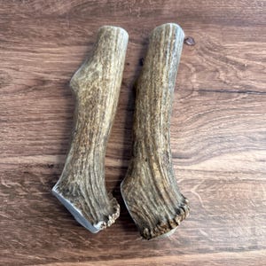 2 masticables gruesos de asta de alce para perros de 20 cm / Para masticadores agresivos / Razas grandes imagen 4