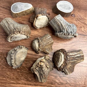 May include: A collection of brown deer antler chews for dogs. The antlers have a rough, textured exterior and a lighter, porous interior. Various sizes and shapes are visible, with some cut at the base.