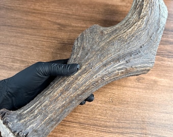 MONSTER Dense Alaskan Moose Antler Base Billet 14.75" Grade A Craft Supply