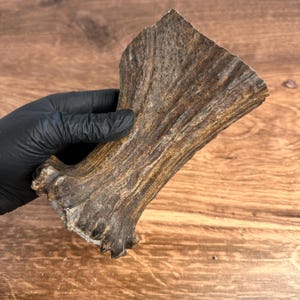 May include: A section of a deer antler, showcasing a natural, textured surface with varying shades of brown and tan. The antler's structure is visible, with ridges and a rough texture. The object is held by a gloved hand.