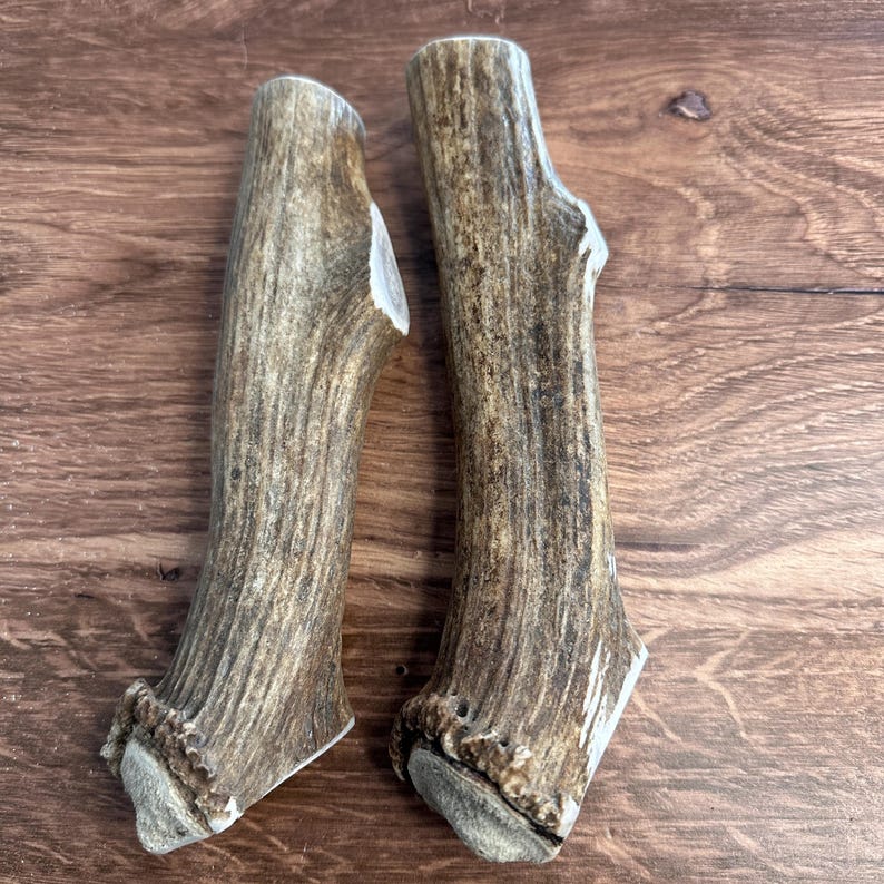 2 masticables gruesos de asta de alce para perros de 20 cm / Para masticadores agresivos / Razas grandes imagen 2