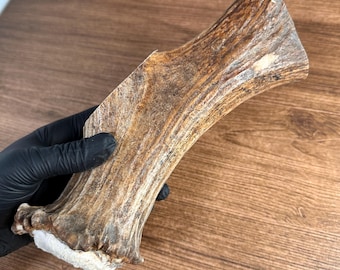 Extra Dense,  Alaskan Moose Antler Base Billet 8" Grade A Craft Supply