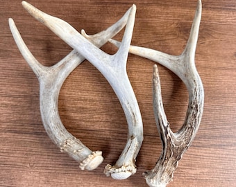 3 Pack Small Whitetail Shed Antlers- Bighorn Mountains Wyoming