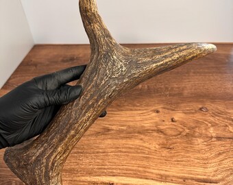 Horquilla XL Moose Brow de 14,25" de material denso de grado A para manualidades.