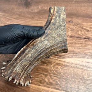 Alaskan Moose Antler Base Billet 8" Craft Supply