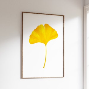 Yellow Ginkgo Leaf Wall Art Print. Single Ginkgo Biloba Leaf on a White Background