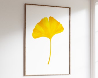 Impresión de arte de pared de hoja de Ginkgo amarillo. Sola hoja de Ginkgo Biloba sobre un fondo blanco.