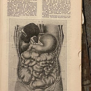25 Medical Dictionary Pages. Anatomy Book Pages. Anatomical Drawings. Human Body. Vintage Book Pages. Aged Paper. Anatomy Paper.