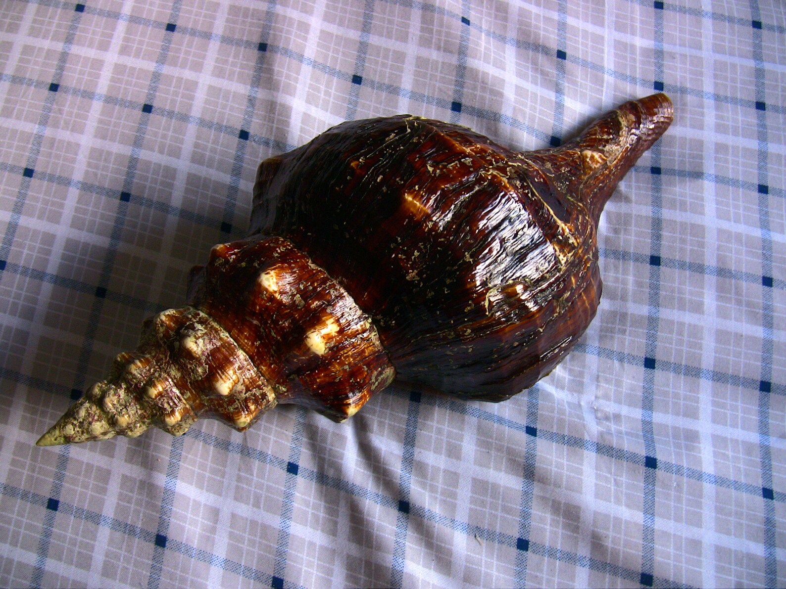 Large Horse Conch Seashell gem quality conch shell Etsy