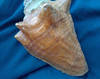Beautiful Queen Conch shell, 7-1/2" large