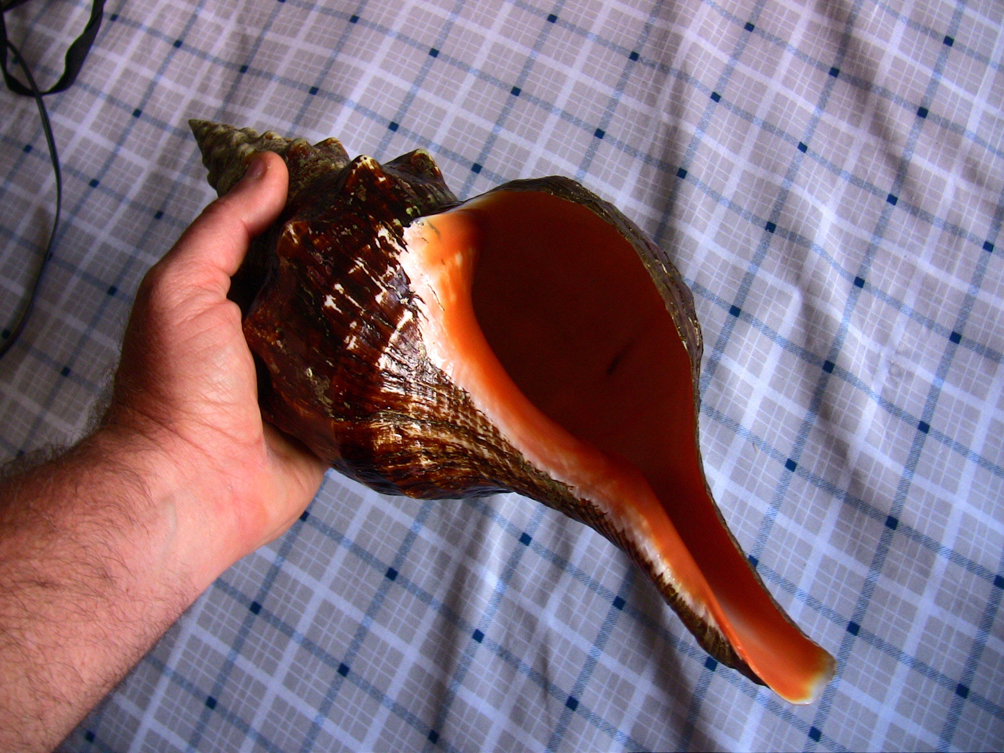 Large Horse Conch Seashell gem quality conch shell Etsy