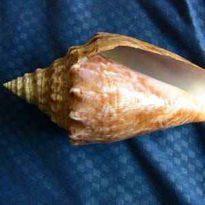 Beautiful juvenile Milk Conch Seashell, gem quality  conch shell, 5&quot; large