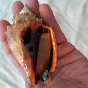 May include: A spiral seashell with a textured, light brown exterior and a smooth, glossy interior featuring deep orange and dark brown coloration. The shell has a pointed apex and a wide, elongated opening with a distinct, curved lip.