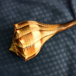 May include: A large, natural seashell with a spiral shape and a long, tapered end. The shell features a pattern of alternating brown and cream-coloured bands. The surface has a textured appearance, and the shell is set against a dark blue background.