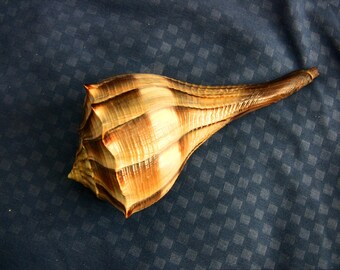 Lightning Whelk conch shell, about 4-1/4" large, seashells decor