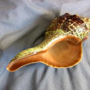 Beautiful Horse Conch Seashell, 12&quot; large