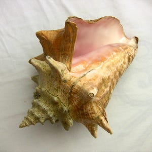 May include: A large conch shell with a textured, light brown exterior and a pink interior. The shell has a spiral shape with multiple spikes and a prominent opening. A natural, organic item.
