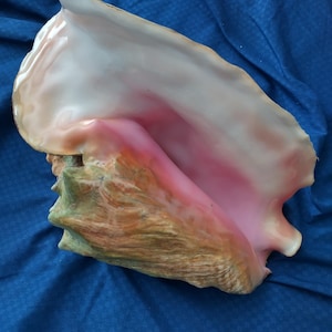 May include: A large conch shell featuring a smooth, glossy interior with a prominent gradient of soft white and vibrant pink hues. The exterior of the shell displays a textured, rugged surface with earthy brown and tan colorations.