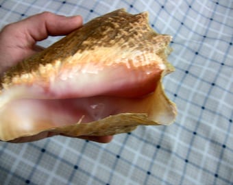 Beautiful Queen Conch shell, about 8" large, not from a fishery