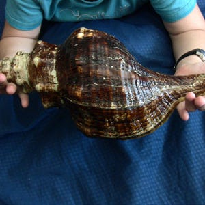 May include: A large, spiraled conch shell featuring a glossy, dark brown exterior with textured ridges and a lighter, cream-colored pointed tip. The shell has a wide, elongated body that tapers toward the end, showcasing natural organic patterns.