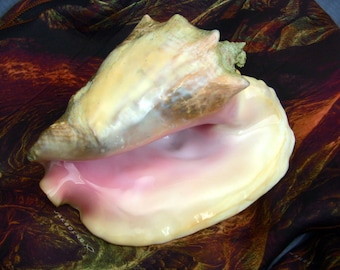 Prachtige Queen Conch-schelp, 10,5" groot, duikvinder voor de meest veeleisende verzamelaar