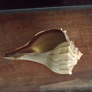 May include: A large, spiraled seashell with a cream-colored, ribbed exterior and a smooth, deep brown interior. The shell features a pointed apex and a wide, elongated opening that tapers to a narrow point, showcasing natural textures and ridges.