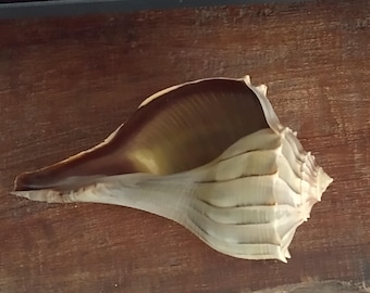 Lightning Whelk conch shell, about 6.5" large, seashells decor