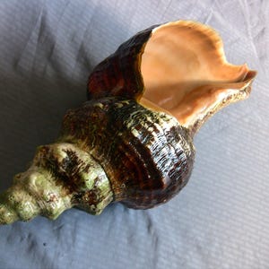 Beautiful Horse Conch Seashell, 16&quot; large