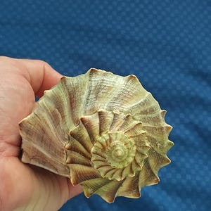 May include: A detailed image of a large seashell, showcasing a spiral pattern and a range of colours from tan to green. The shell's textured surface is visible. The shell is held in a hand against a blue backdrop, highlighting its natural form and intricate design.