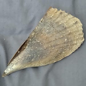 Conchiglia della Florida, Atrina rigida, 6" grande