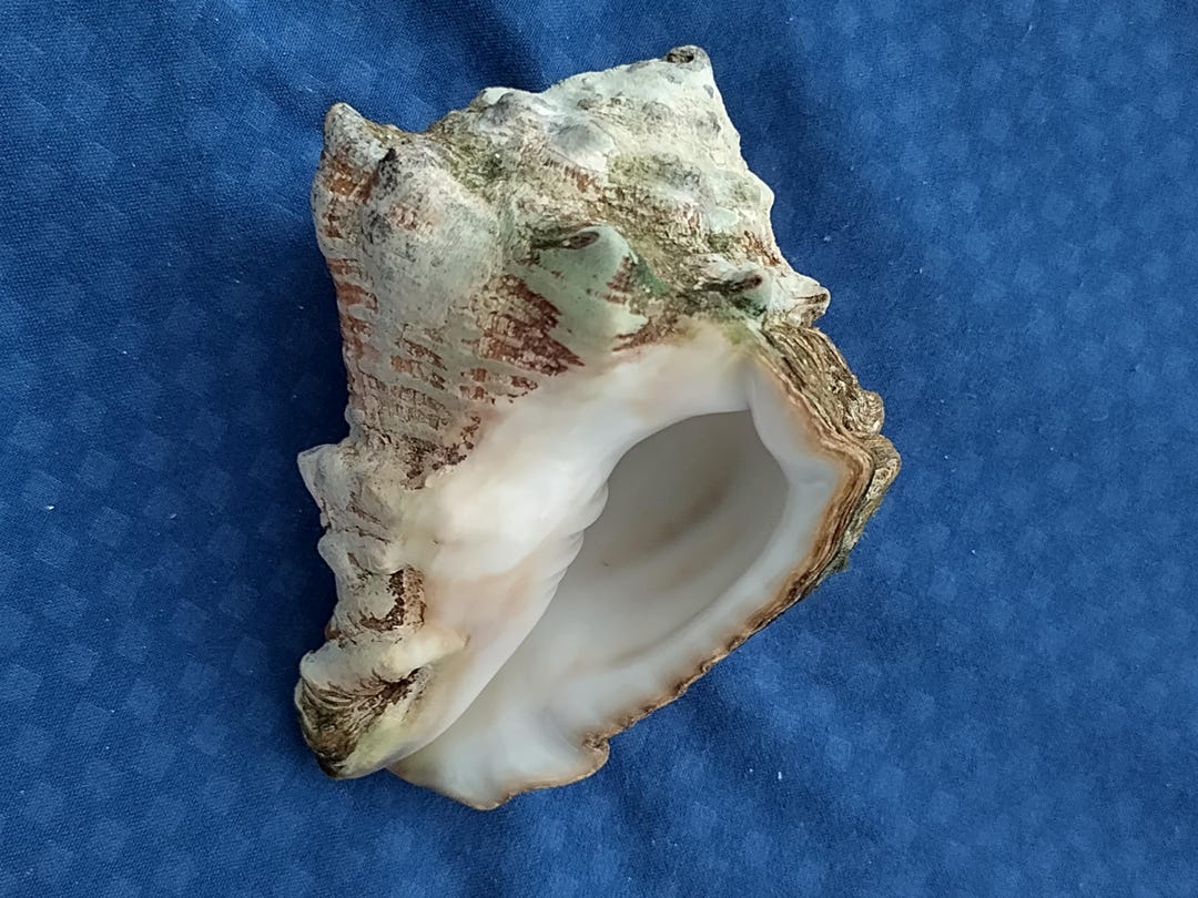 Florida Vase Conch Shell (vasum Muricatum), About 3-3/4