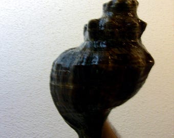 Beautiful Horse Conch Seashell, 17" large