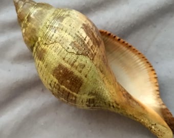 True Tulip, Fasciolaria tulipa, 11.2 cm large