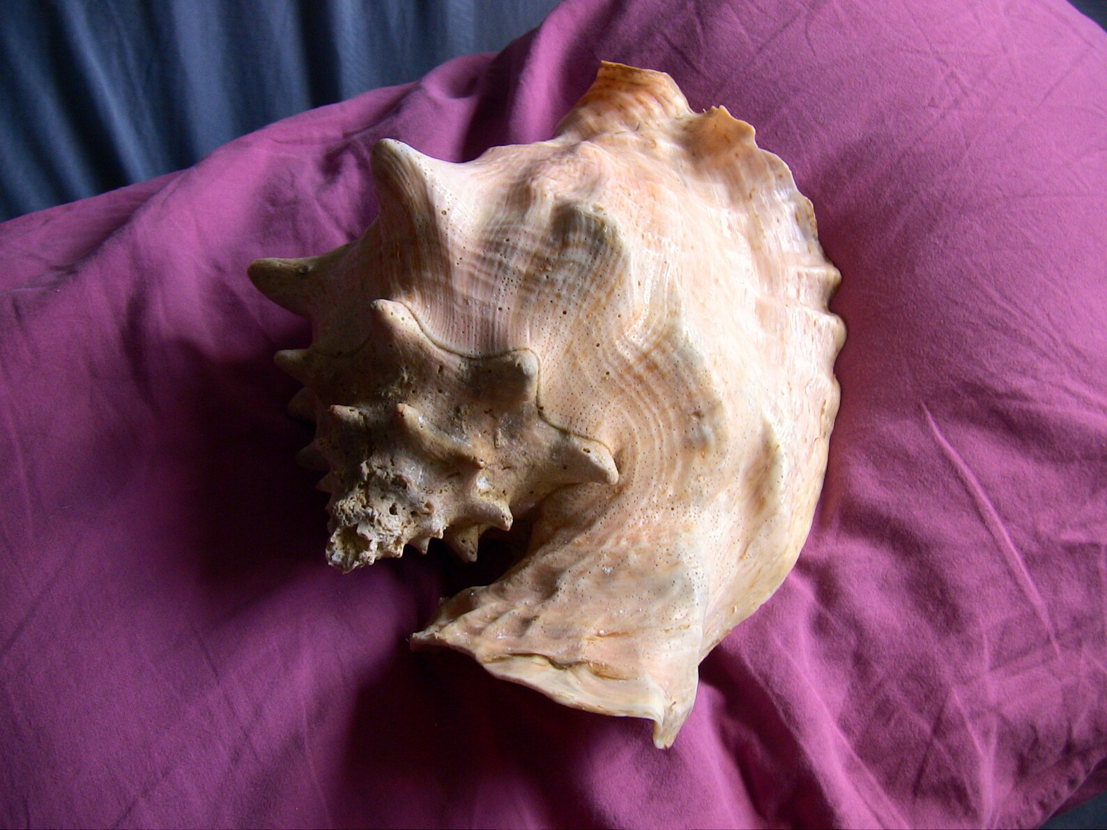 Beautiful Queen Conch shell 11 large not from a Etsy