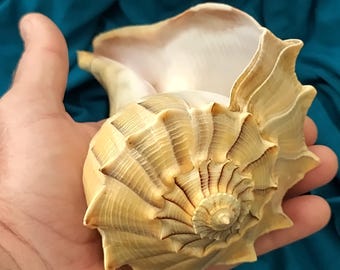 Large Lightning Whelk conch shell, 7.5" large, natural diver finding