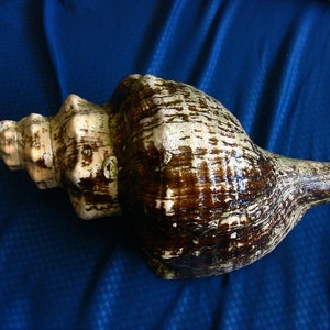 Large Horse Conch Seashell, 15&quot; large