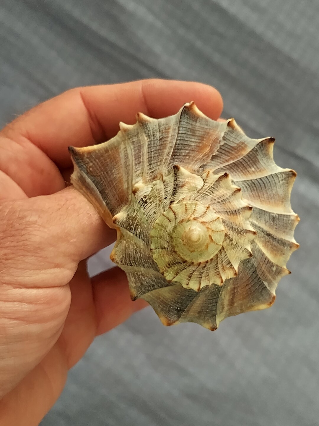 Lightning Whelk Conch Shell, About 6