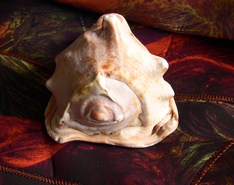 Beautiful Queen Helmet Conch Shell, about 5-1/4" large seashell
