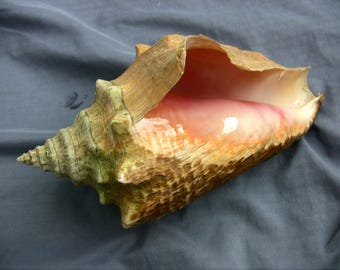 Beautiful Queen Conch shell, 8-1/4" large